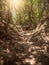 Beautiful image of hiking paths and routes in laurel forest of Anaga, Tenerife