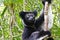 Beautiful image of the Indri lemur Indri Indri