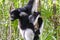 Beautiful image of the Indri lemur Indri Indri