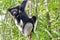 Beautiful image of the Indri lemur Indri Indri