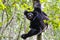 Beautiful image of the Indri lemur Indri Indri