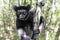 Beautiful image of the Indri lemur - Indri Indri. In wild nature.