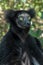 Beautiful image of the Indri lemur - Indri Indri. In wild nature.