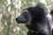 Beautiful image of the Indri lemur - Indri Indri. In wild nature.