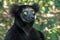 Beautiful image of the Indri lemur - Indri Indri. In wild nature.