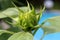 Beautiful image of large flower just beginning to open under warmth of Summer sunshine