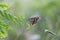 Beautiful Image of Lemon butterfly, lime swallowtail and chequered swallowtail