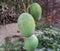 Beautiful image of mangoes hanging their branch