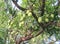 Beautiful image of mangoes tree with fruits india