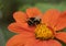 Beautiful image of Mexican Sunflower tithonia rotundifolia flower with Buff Tailed Bumblebee Bombus Terrestris in English country