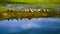 A Beautiful Image of the natural village fields landscape of Bengal. Rows and rows of ducks in the blue water in the middle of the