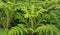 Beautiful image of Norfolk island pine plant in nurserry india