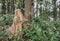 Beautiful image oe large termite mound in a forest india