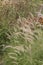 Beautiful image of ornamental grass African Foxtail Cenchrus Ciliaris in English country garden landscape setting