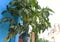 Beautiful image of papaya tree indi
