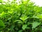 Beautiful image of peppermint plants in field countryside india