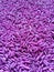 A beautiful image of pink coloured rice