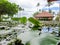 Beautiful image of pond surface covered with water lillie and big green leafs at asian tropical island