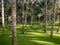 Beautiful image of prefect grass lawn and palm trees growing in tropical botanical garden