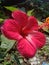 A beautiful image of red colour hibiscus flower.