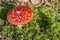Beautiful image of a red mushroom amanita muscaria on green moss