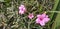 Beautiful image of ruellia simplex  flowering plants india