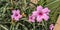 Beautiful image of ruellia simplex flowering plants india