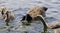 Beautiful image with a scared chicks of the Canada geese