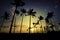 Beautiful image silhouette of palm tree at the beach