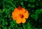 Beautiful image of a single brazilian orange flower among green leaves