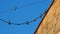 Beautiful image of six swallows perched on the power line. Black and white birds, small size. Camarasa, Lerida, Spain