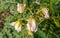 Beautiful image of solanum sisymbriifolium flowering plants india