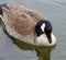 Beautiful image with the swimming Canada goose looking into the water