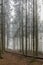 Beautiful image of tall pine trees in the forest