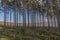 Beautiful image of trees with their very long trunks, underbrush and green grass