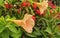 Beautiful image of trumpet vines flowering plants india