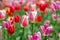 Beautiful image of a tulip field