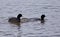 Beautiful image with two amazing american coots in the lake
