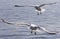 Beautiful image of two flying gulls