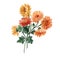 Beautiful image with watercolor gentle blooming chrysanthemum flowers. Stock illustration.