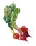 Beautiful image with watercolor hand drawn beet paintings. Stock illustration.