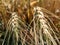 Beautiful image of wheat earrings india