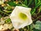 Beautiful image of white casbela thevetia flower india