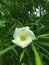 The beautiful image of white cascabela flower