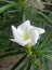 The beautiful image of white cascabela flower