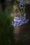 Beautiful image of wild blue phlox flower in Spring overflowing