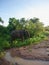 Beautiful image of a wild herd of elephants in Sri Lanka