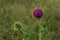 A beautiful image of a wild magnificent purple thistle flower (Lat. Carduus).