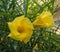 Beautiful image of yellow casbela thevetia flower india