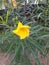 A beautiful image of yellow cascabela flower